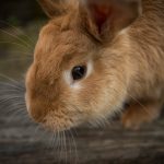 animal-1846462_1920