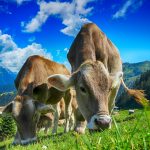 cows-2641195_1920