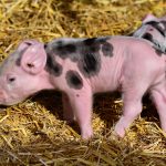 piglet-3741877_1920